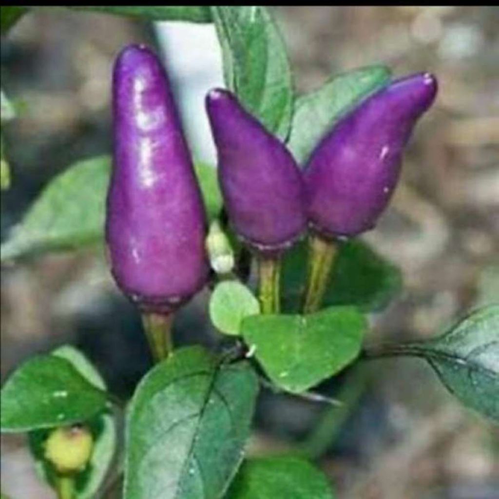 5 BIJI BENIH CABE UNGU