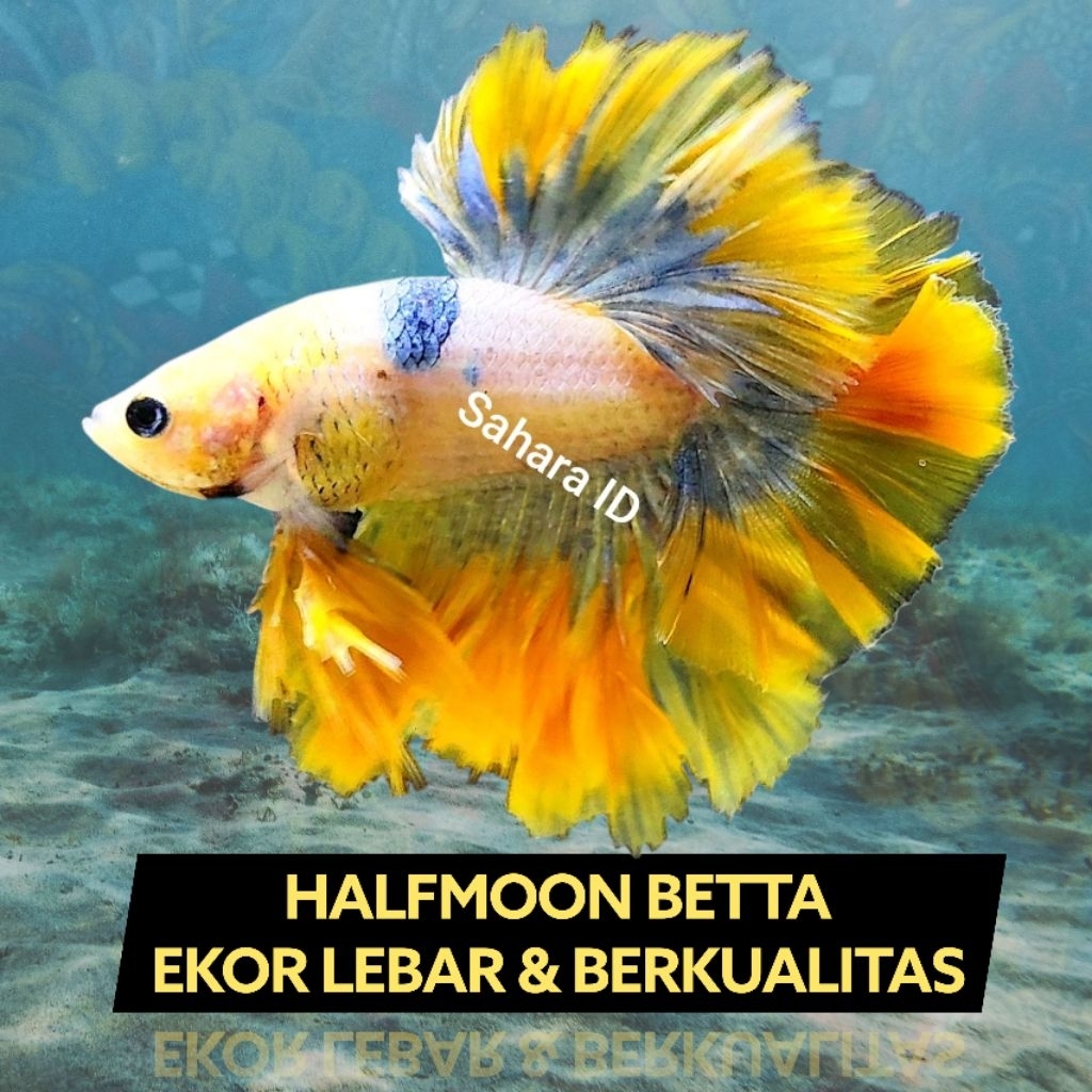GROSIR CUPANG HALFMOON SIZE S+ /S ++ | CUPANG HALFMOON TERMURAH | BETTA HALFMOON | CUPANG HM | CUPAN