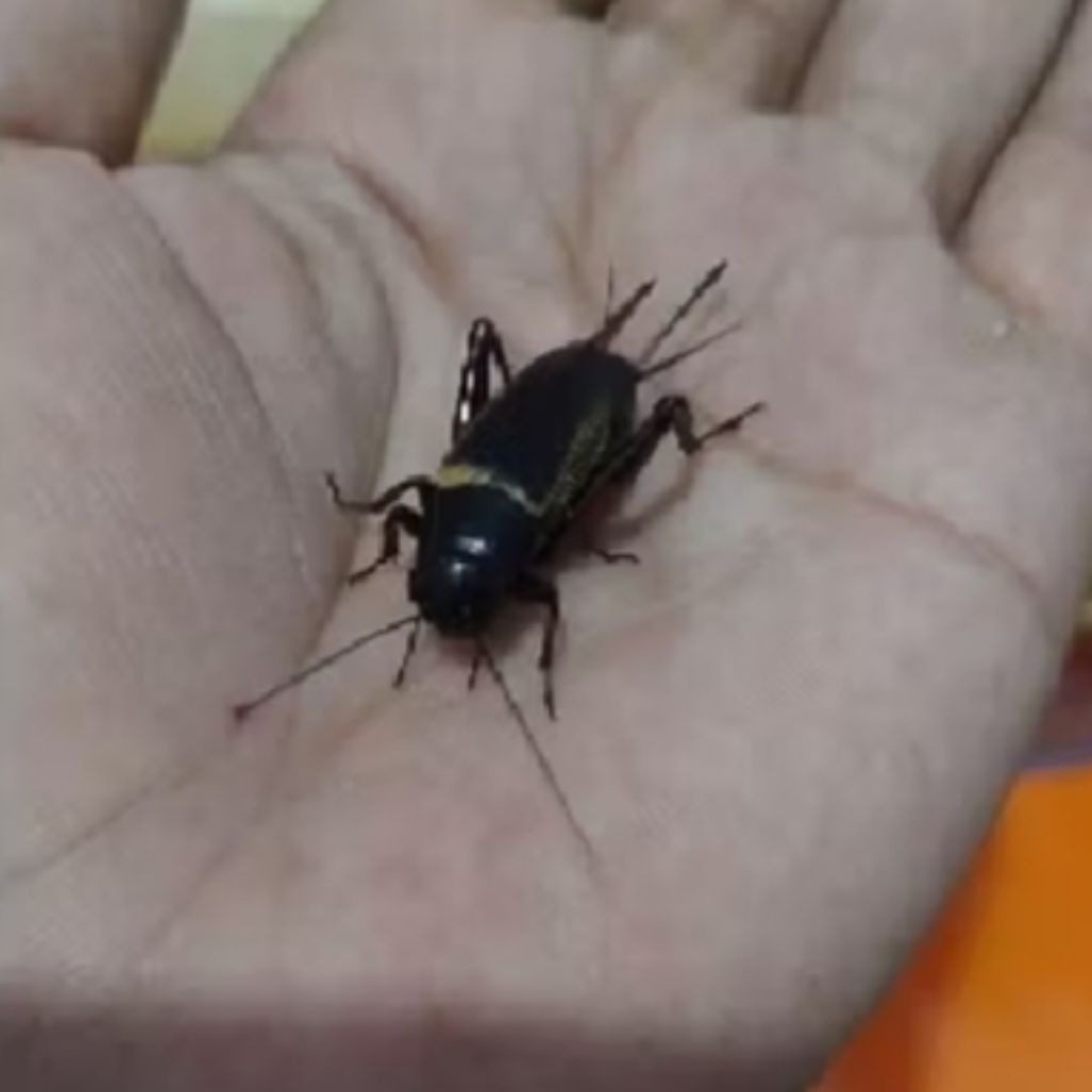Jangkrik Kalung Betina Siap Breed