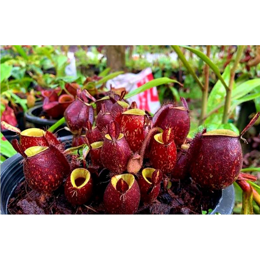 Nepenthes Ampullaria Black Miracle