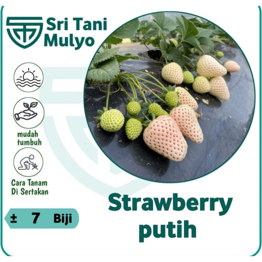 7 Biji - Benih Korean White Strawberry Stroberi Putih Korea Pineberry Seeds - IMPORT