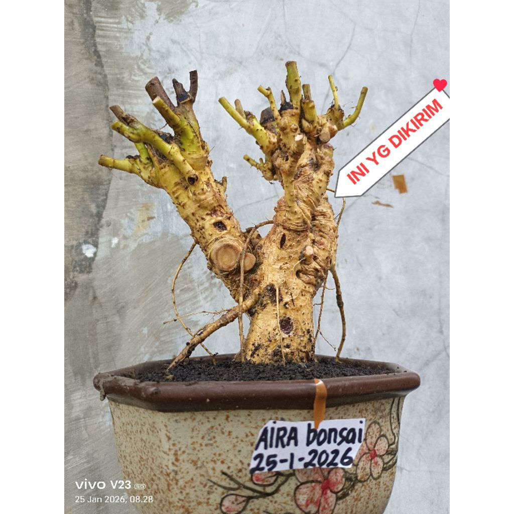 bahan bonsai serut dongkelan besar berkarakter