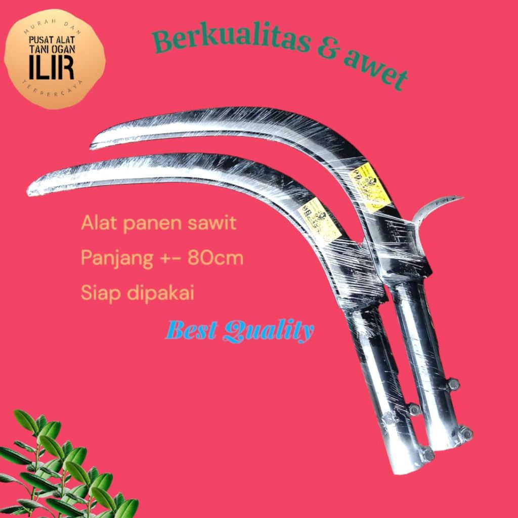 egrek kls palm king tajemmm