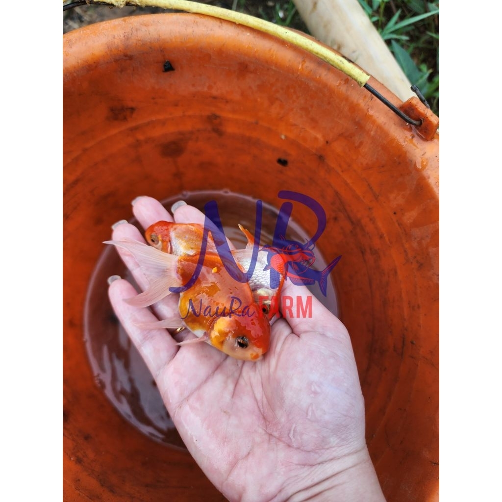 Ikan Hias Koki Mas Oranda PREMIUM size S M L