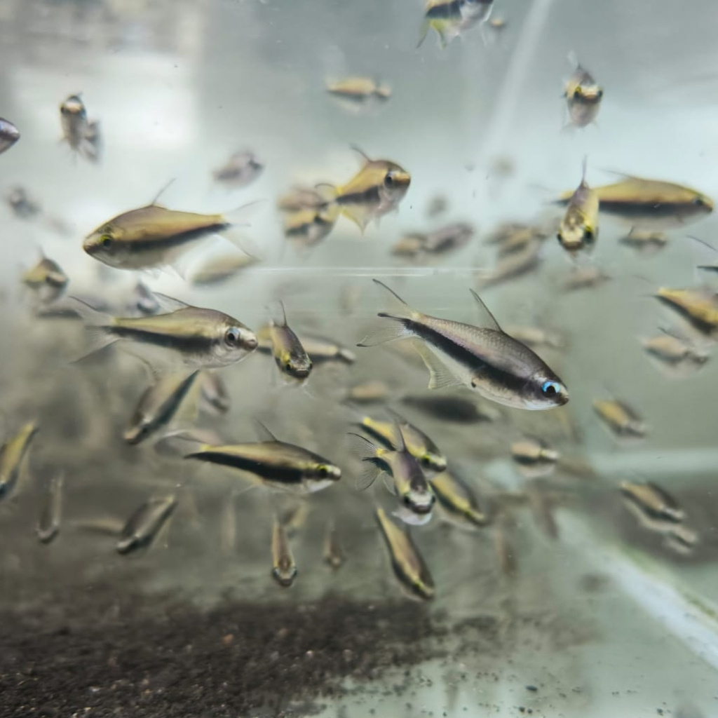 Ikan hias aquascape Emperor Tetra