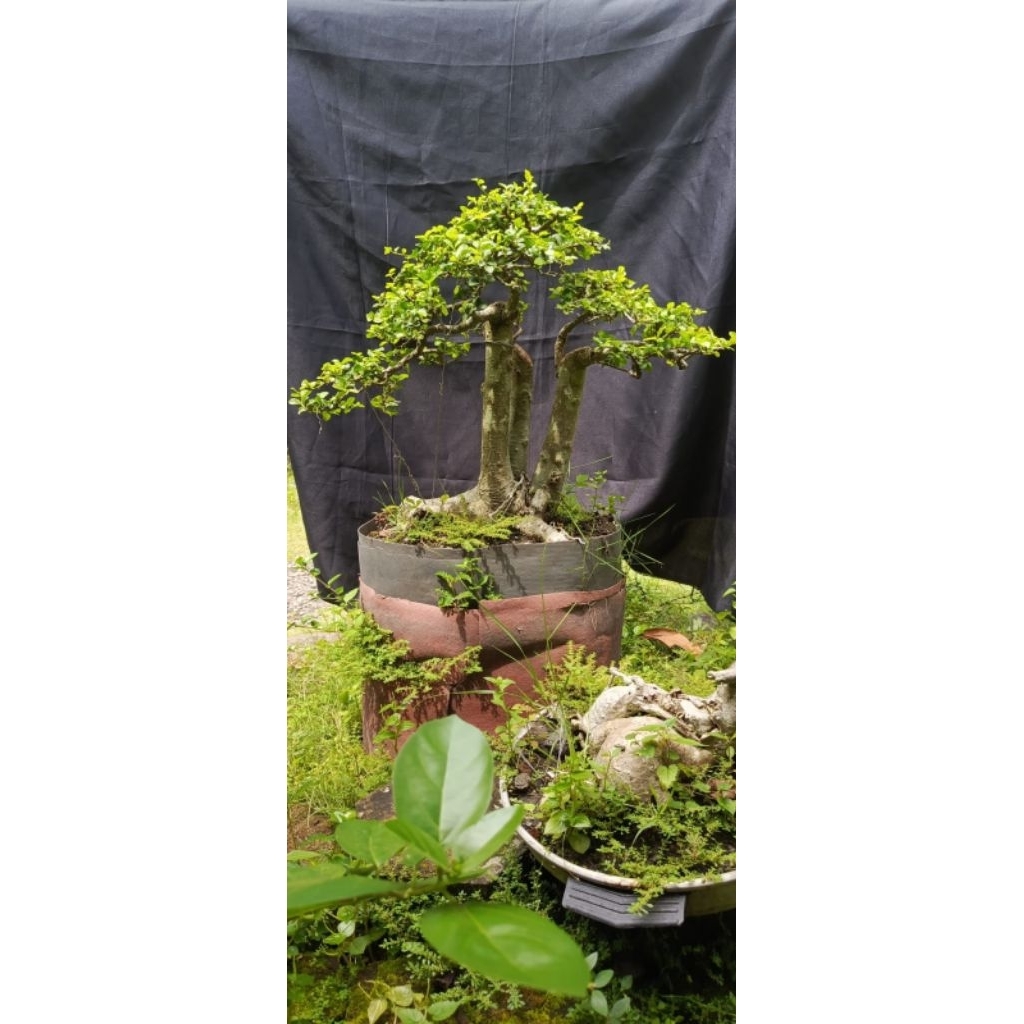 Bonsai serut medium tinggi -/+45 cm