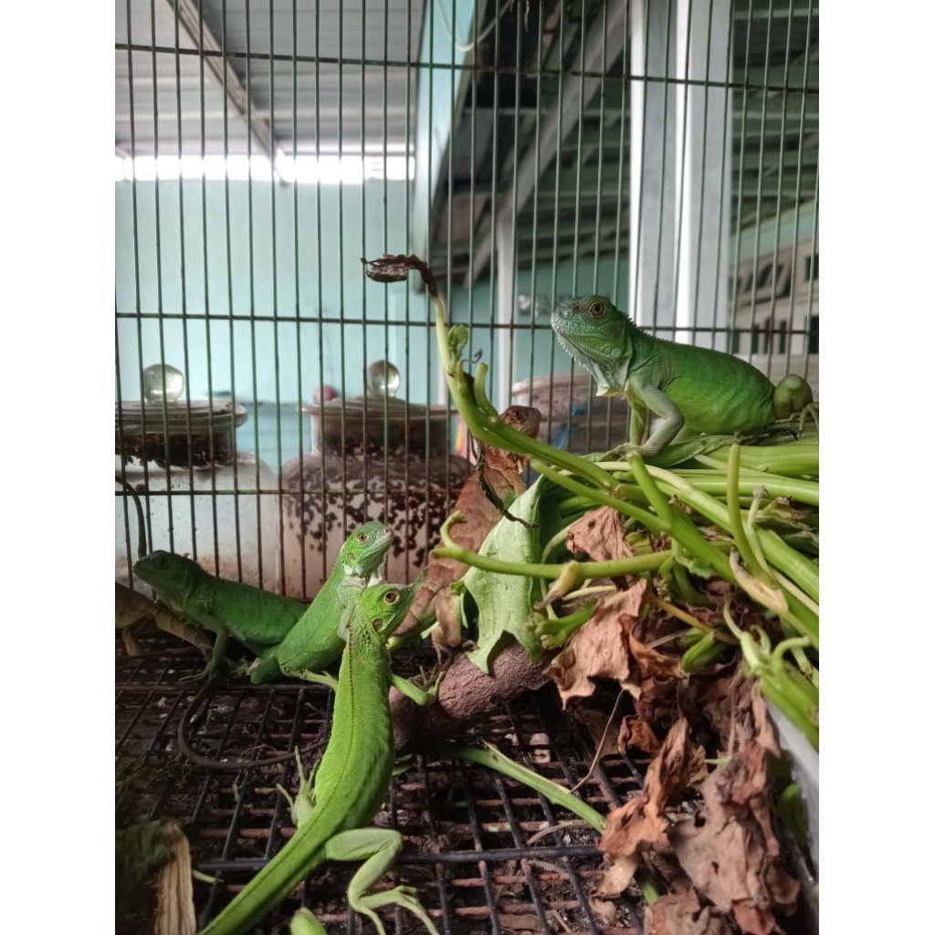 pelet IGUANA HIJAU COLUMBIA