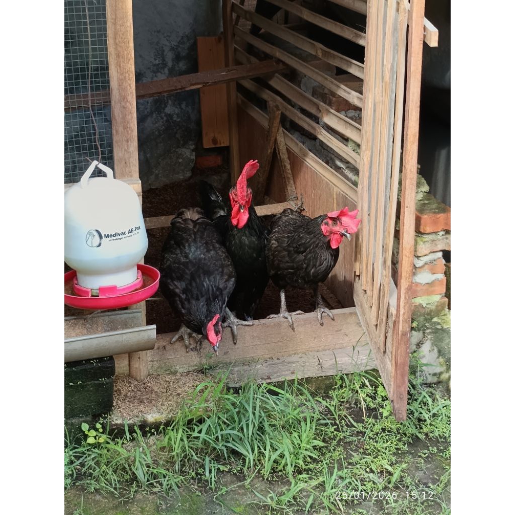 Pur Ayam Kampung Buras Charoen Pokphand 582-K