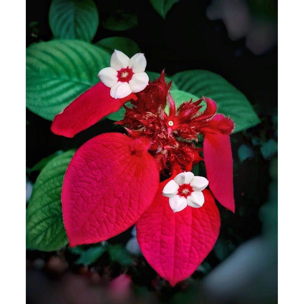 Tanaman Hias Nusa indah merah - Nusa indah