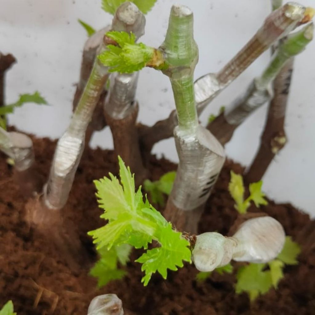 cutting grafting anggur