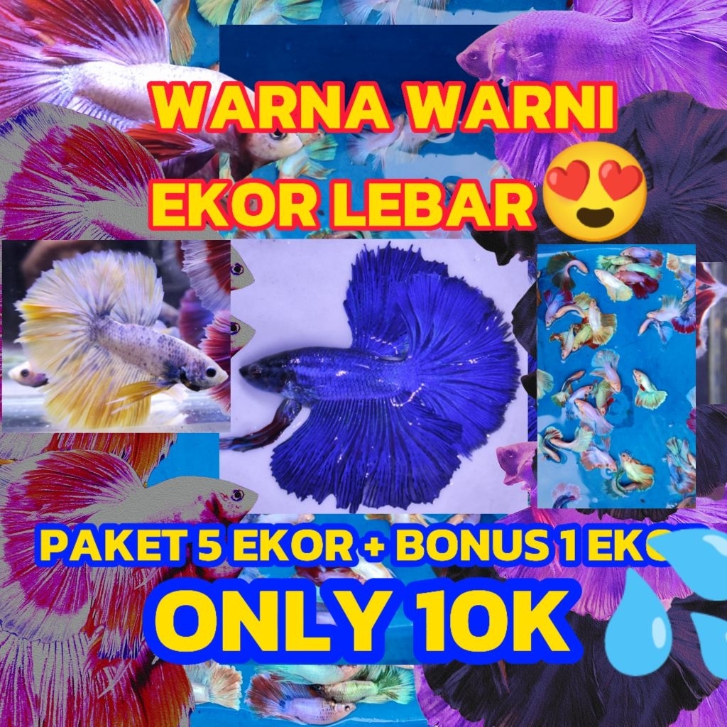 PAKET 5 EKOR CUPANG  HALFMOON LEBAR SIZE M - L GROSIR PILIHAN SIAP JUAL KEMBALI | CUPANG HALFMOON| C