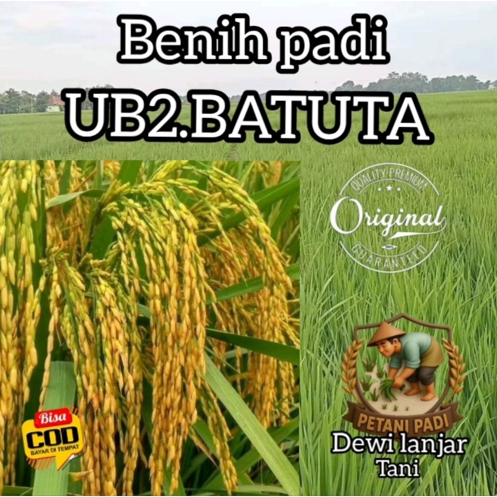 BENIH PADI UB2.BATUTA KEMASAN 5KG