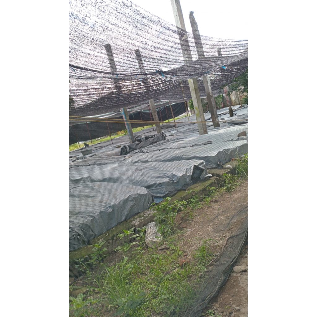 asesoris aquarium cupang