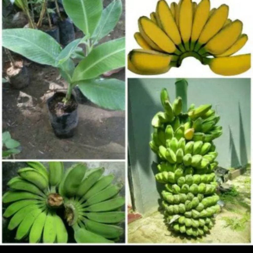 paket hemat 50 bibit pisang kepok kuning super jumbo