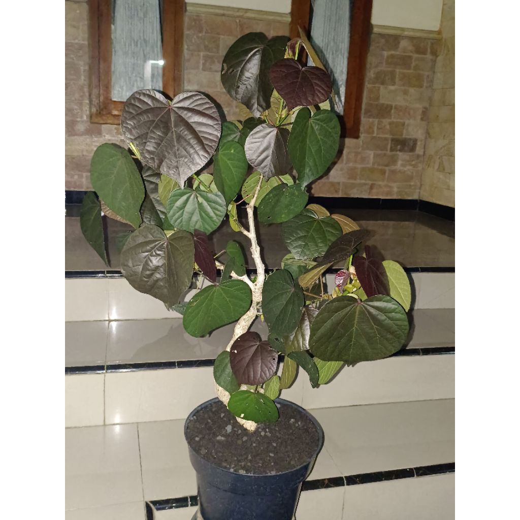 bonsai waru merah