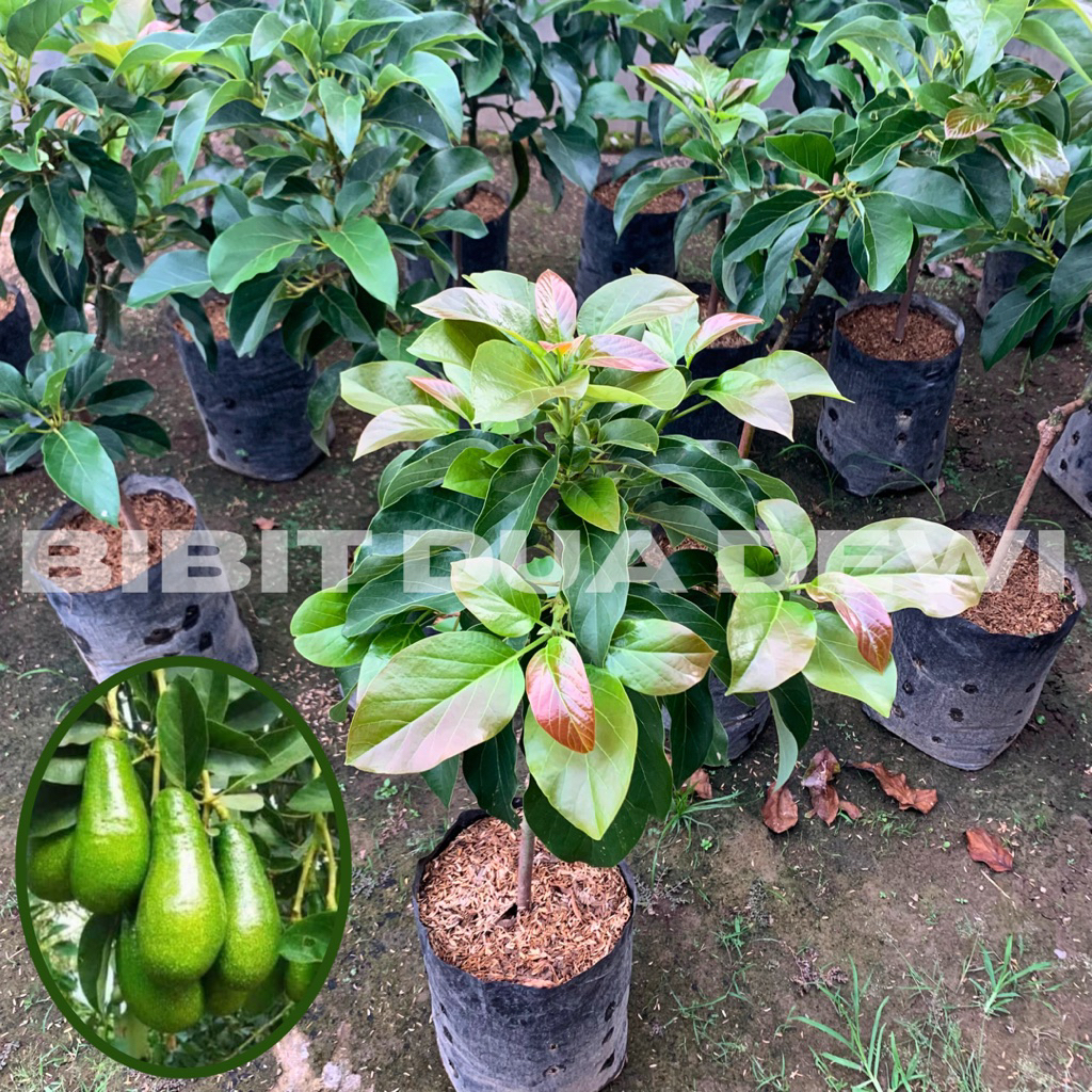 Bibit Pohon Alpukat Aligator