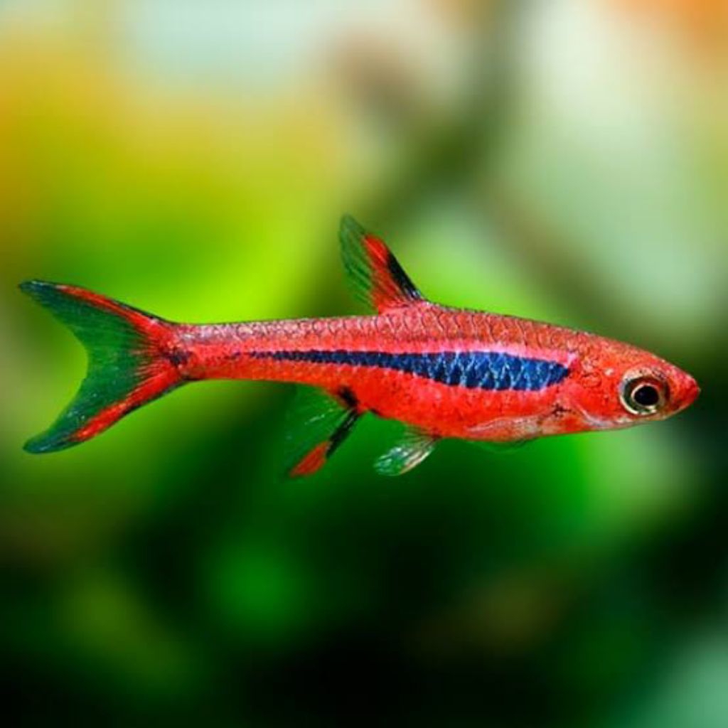 Rasbora Brigittae Galaxy Emerald Axelrodi Macullata Harlequin Hengeli