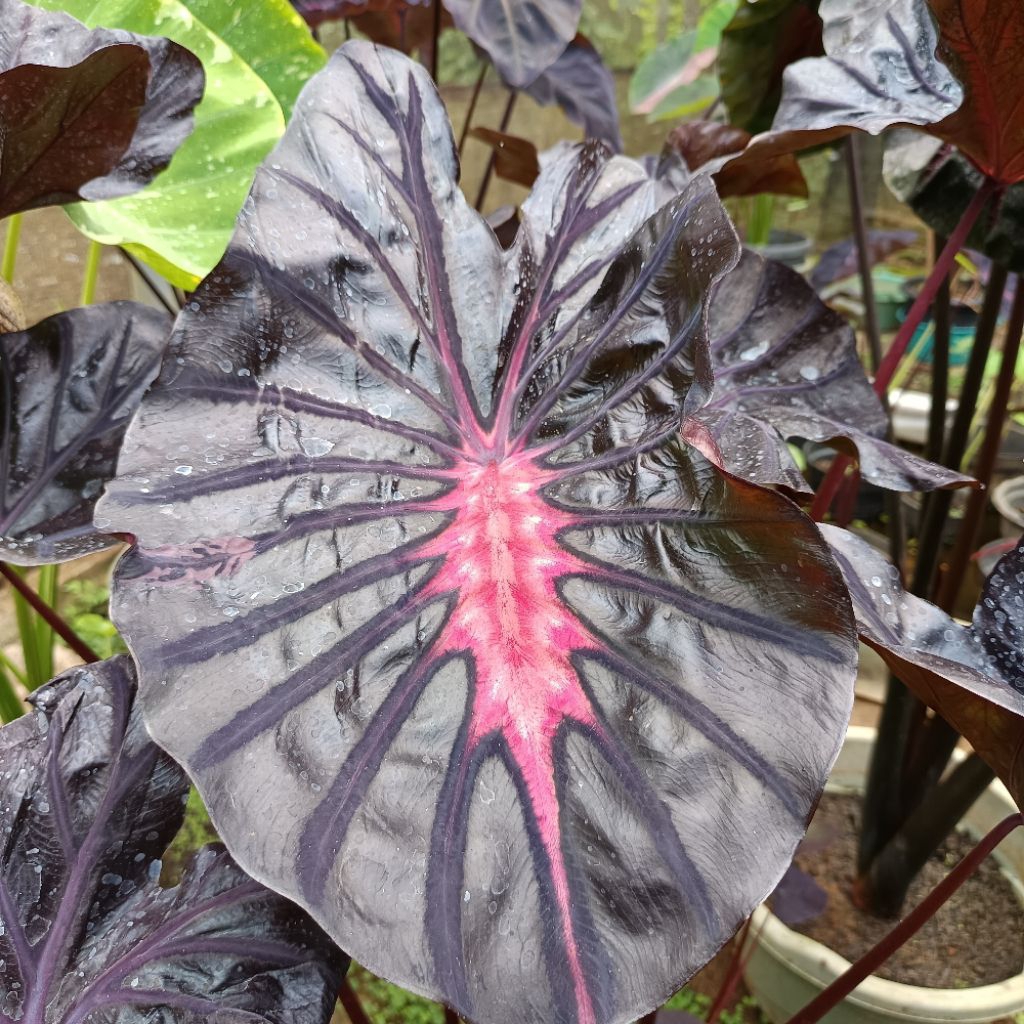 Colocasia Black Lava SBA series cantik size ekonomis