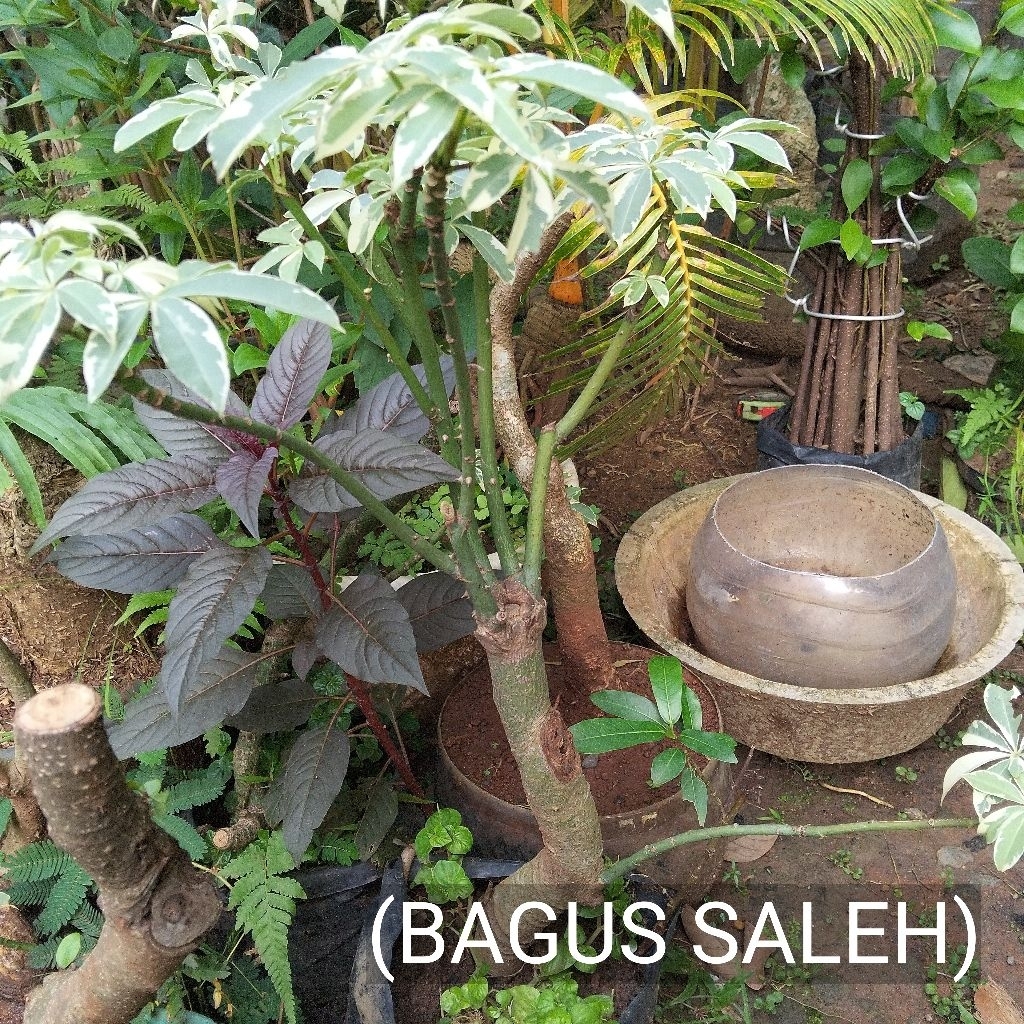 BONSAI RANDU VARIEGATA