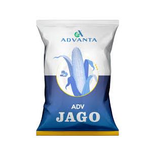 BIBIT - BENIH JAGUNG ADV JAGO - 1 KG