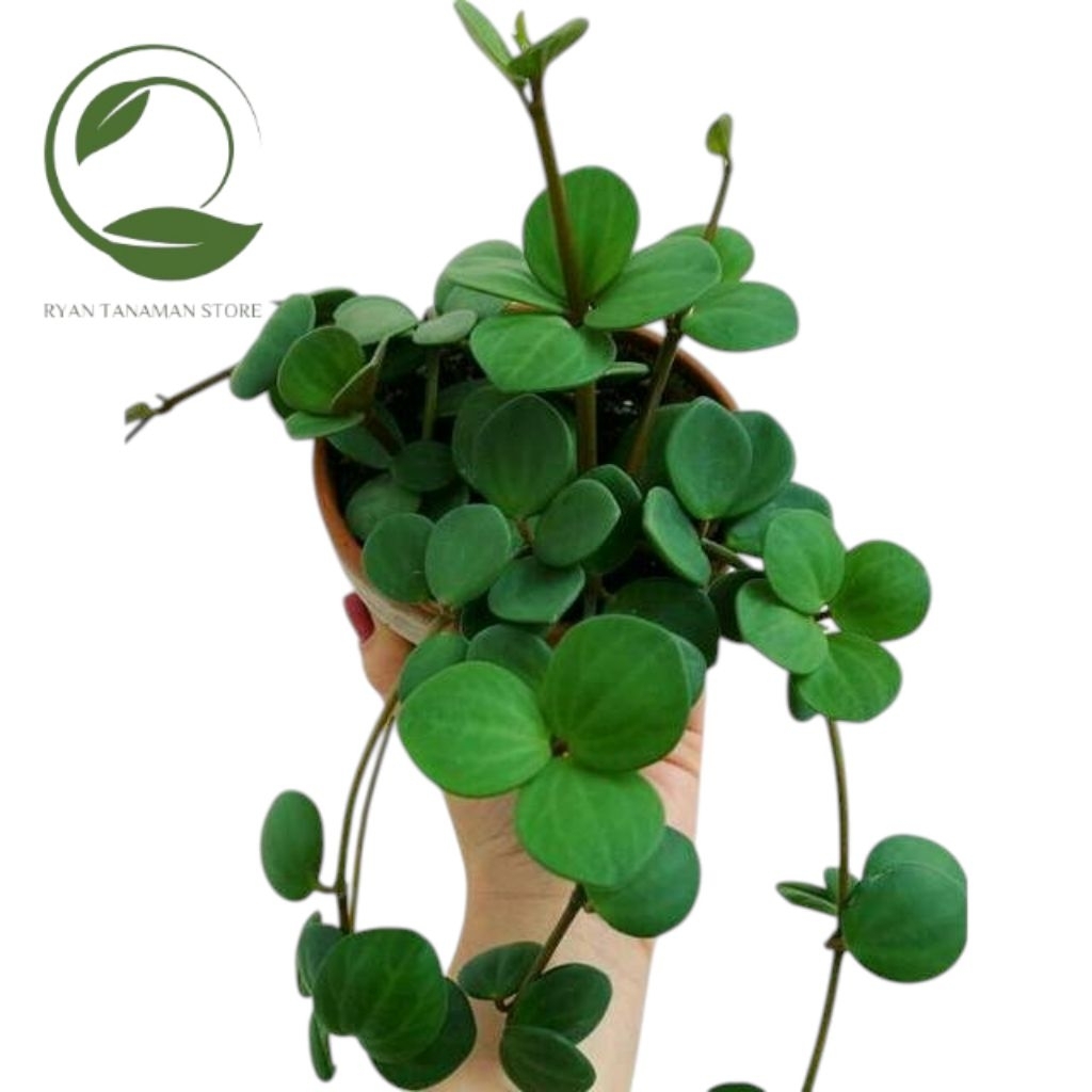 Tanaman Hias Hoya Hope - Tanaman Hoya Koin Hias