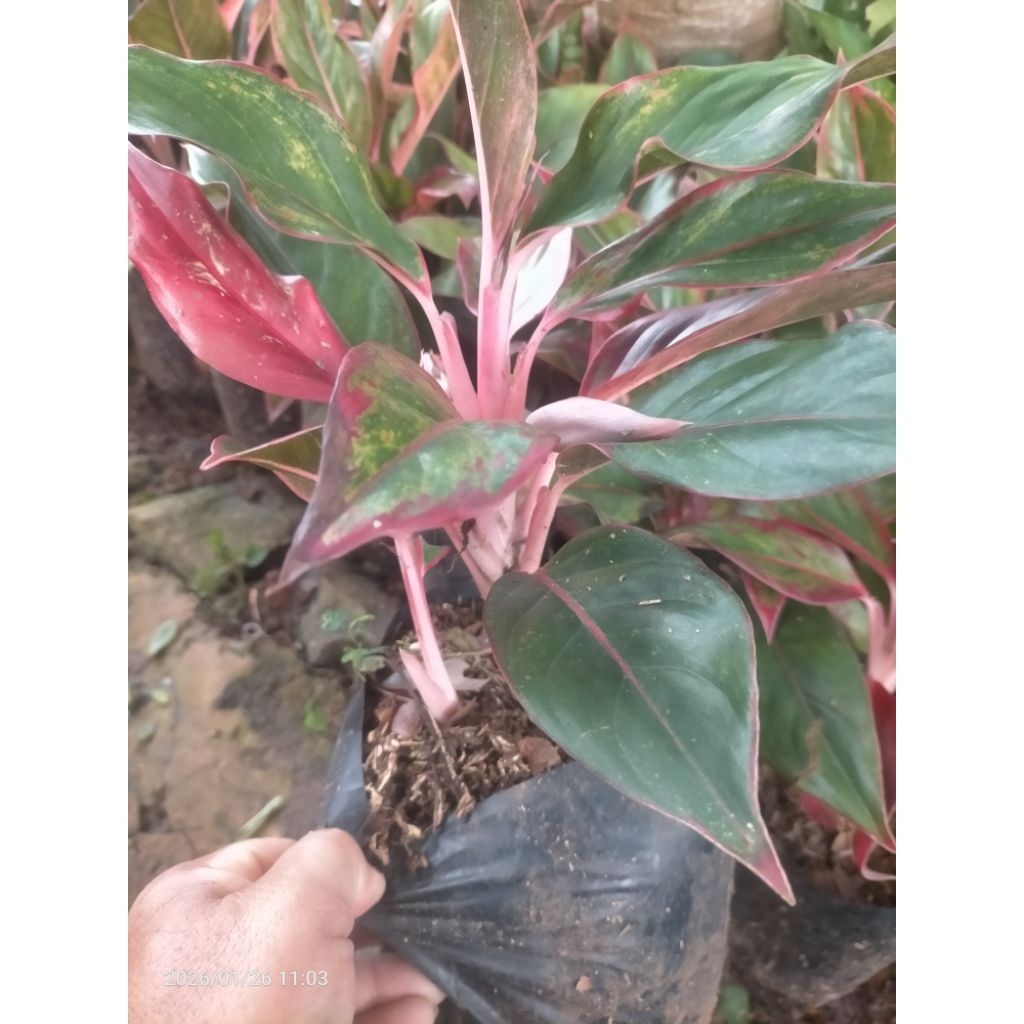 tanaman hias aglonema lipstik bunga putih