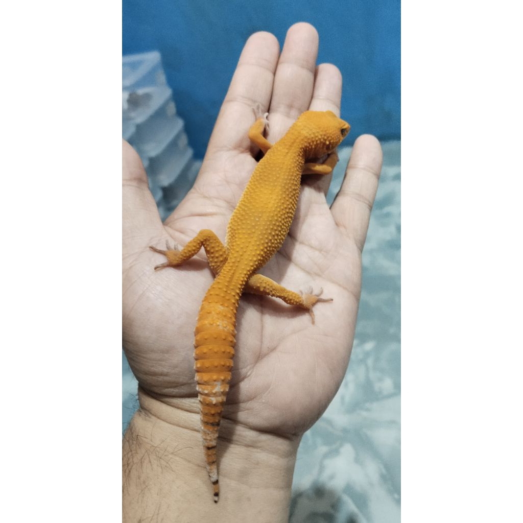 Mainan Leopard Gecko Sunglow F (ADS012)