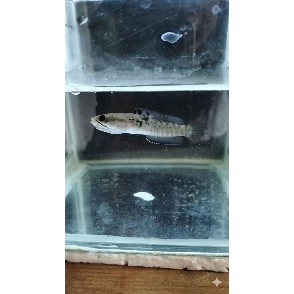 Ikan Channa Blue Pulchra 8-9cm Single Tank