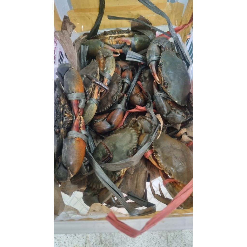 Kepiting bakau Kepiting hidup Kepiting segar Kepiting laut Non frozen Kepiting saus padang 1kg ? Kep