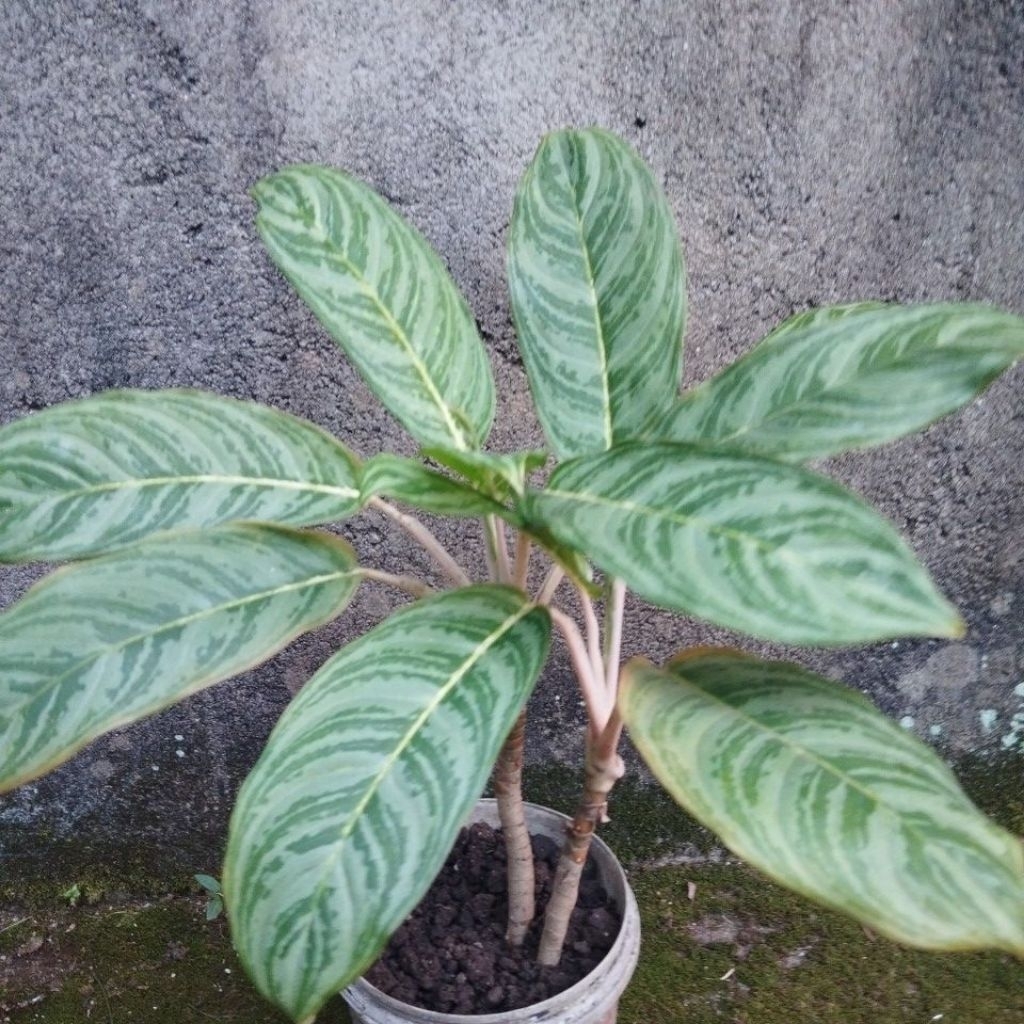 Bunga Aglaonema atau Sri rejeki