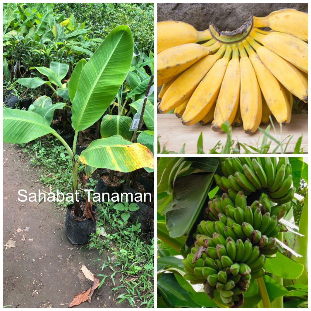 Bibit Pisang Kepok. anakan pisang kepok kuning manis