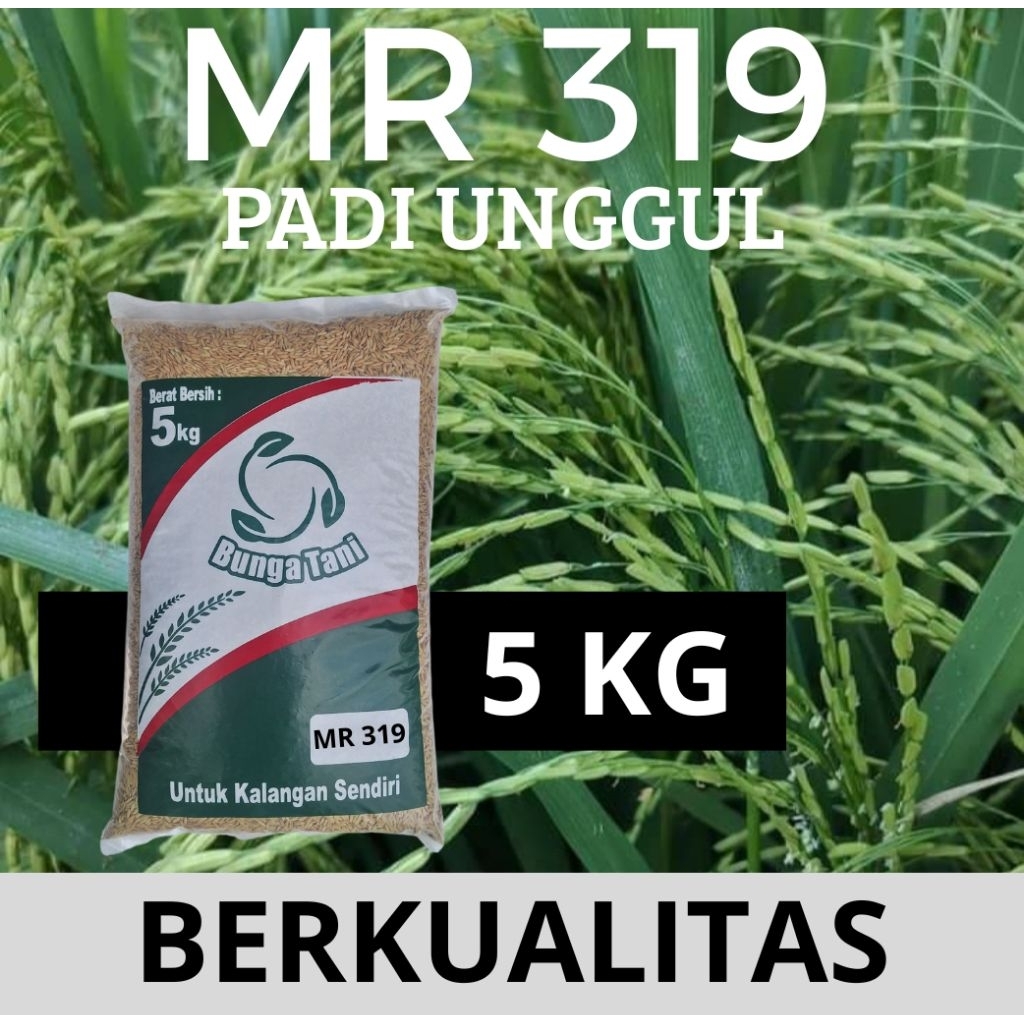 benih padi MR 319 kemasan 5kg