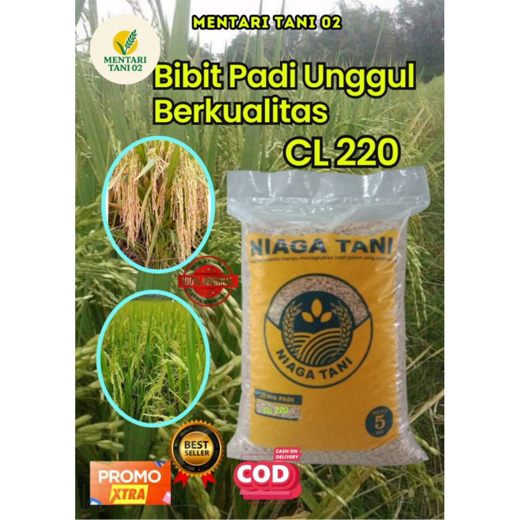 bibit padi unggul berkualitas cibatu 06