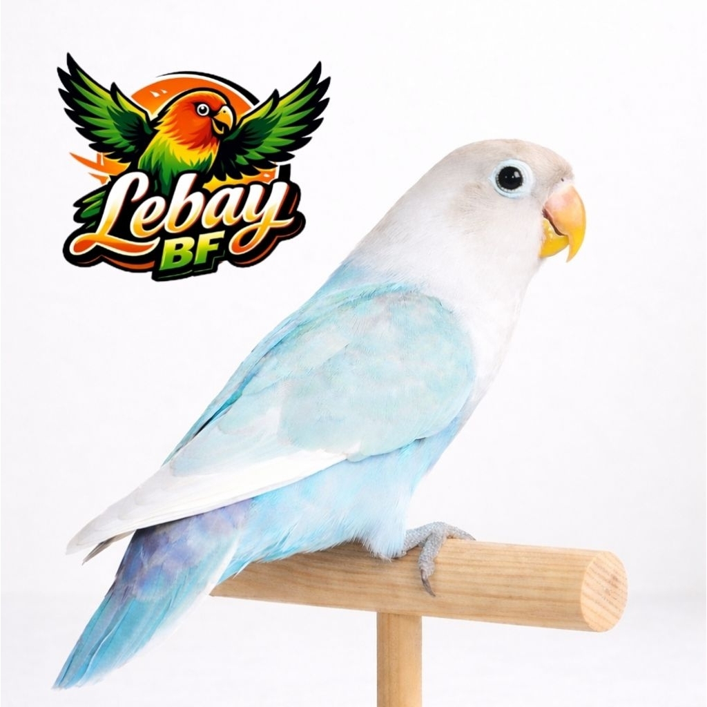 Lovebird Blue Ice