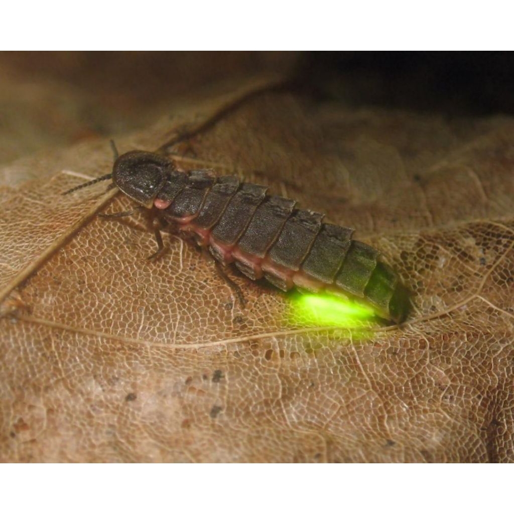 larva kunang-kunang hidup