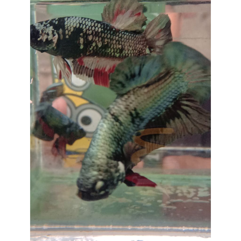 cupang bahanan avatar coper gold