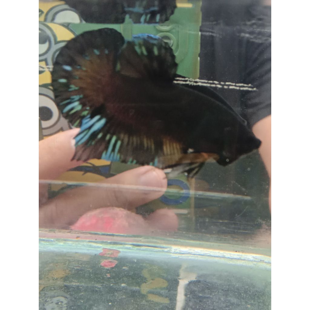 cupang avatar black series