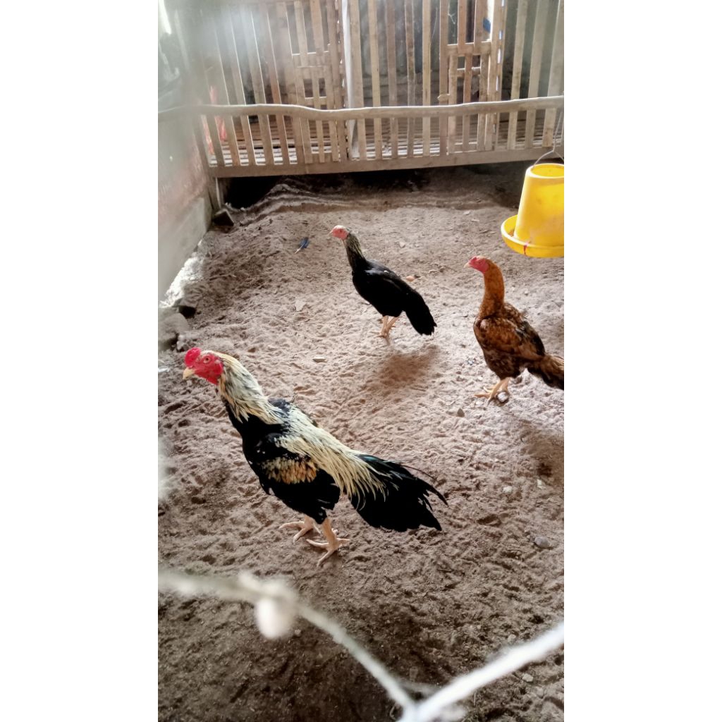 Telur Ayam Bangkok Ekor Lidi