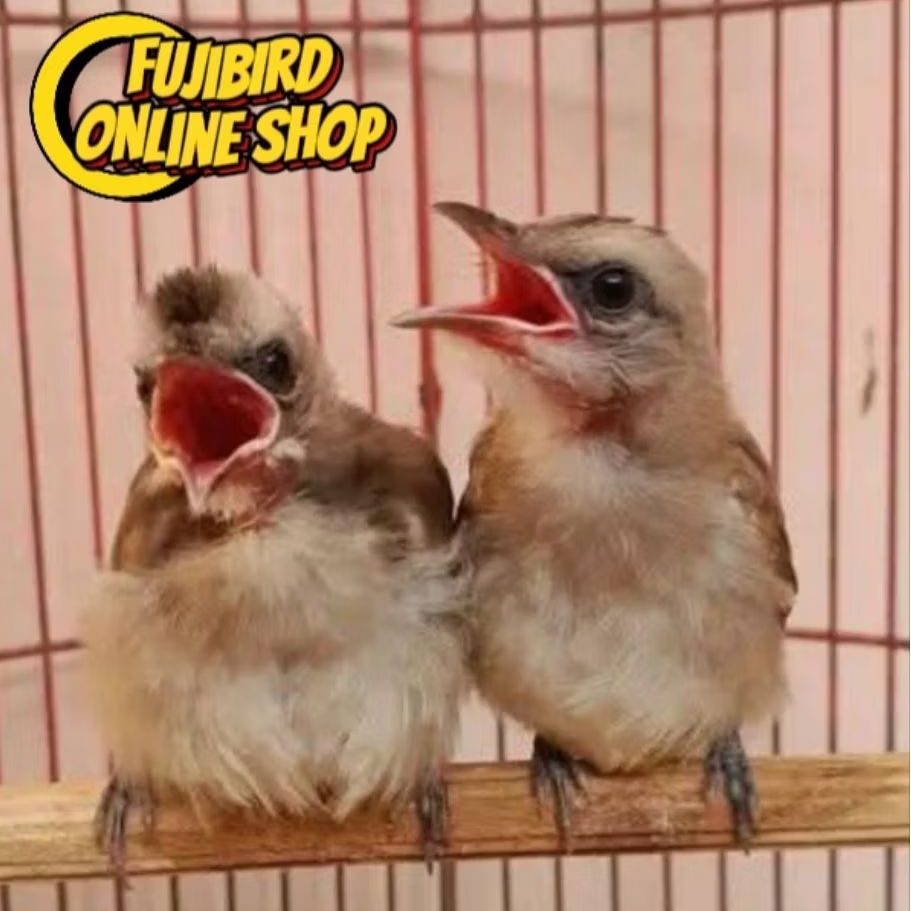 BURUNG TRUCUKAN KEBO JATIM ANAKAN