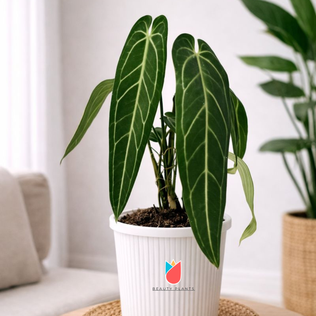 Tanaman hias anthurium warok, anthurium lidah gajah original, tanaman hias, tanaman lidah gajah