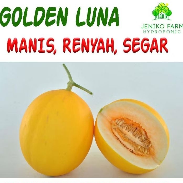 BUAH MELON GOLDEN LUNA || BUAH HYDROPONICMANIS, RENYAH, SEGAR