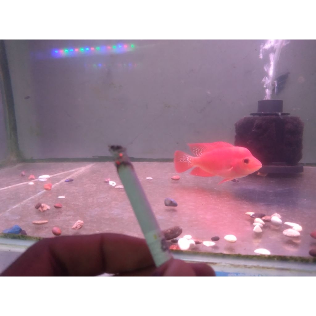 Louhan SRM sudah mutasi sudah merah merona