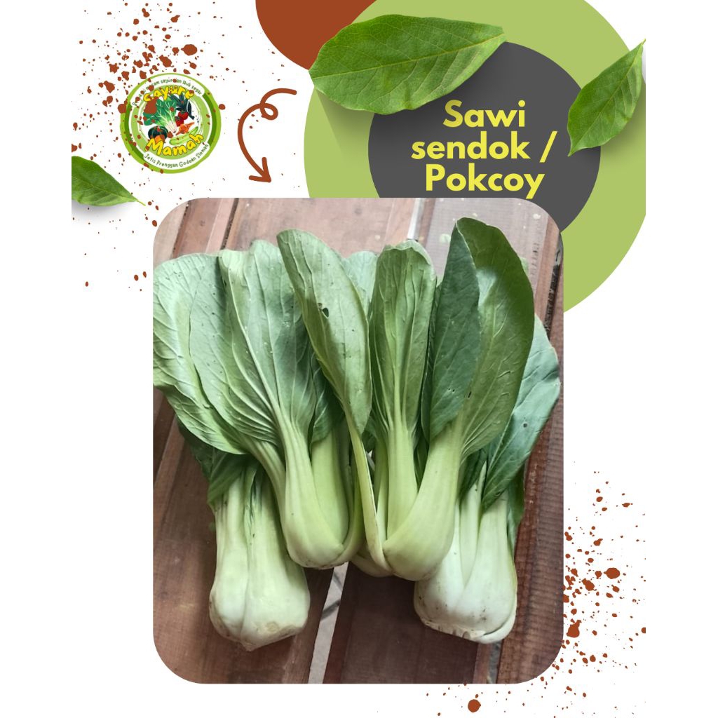 Sawi sendok/ sawi pokcoy