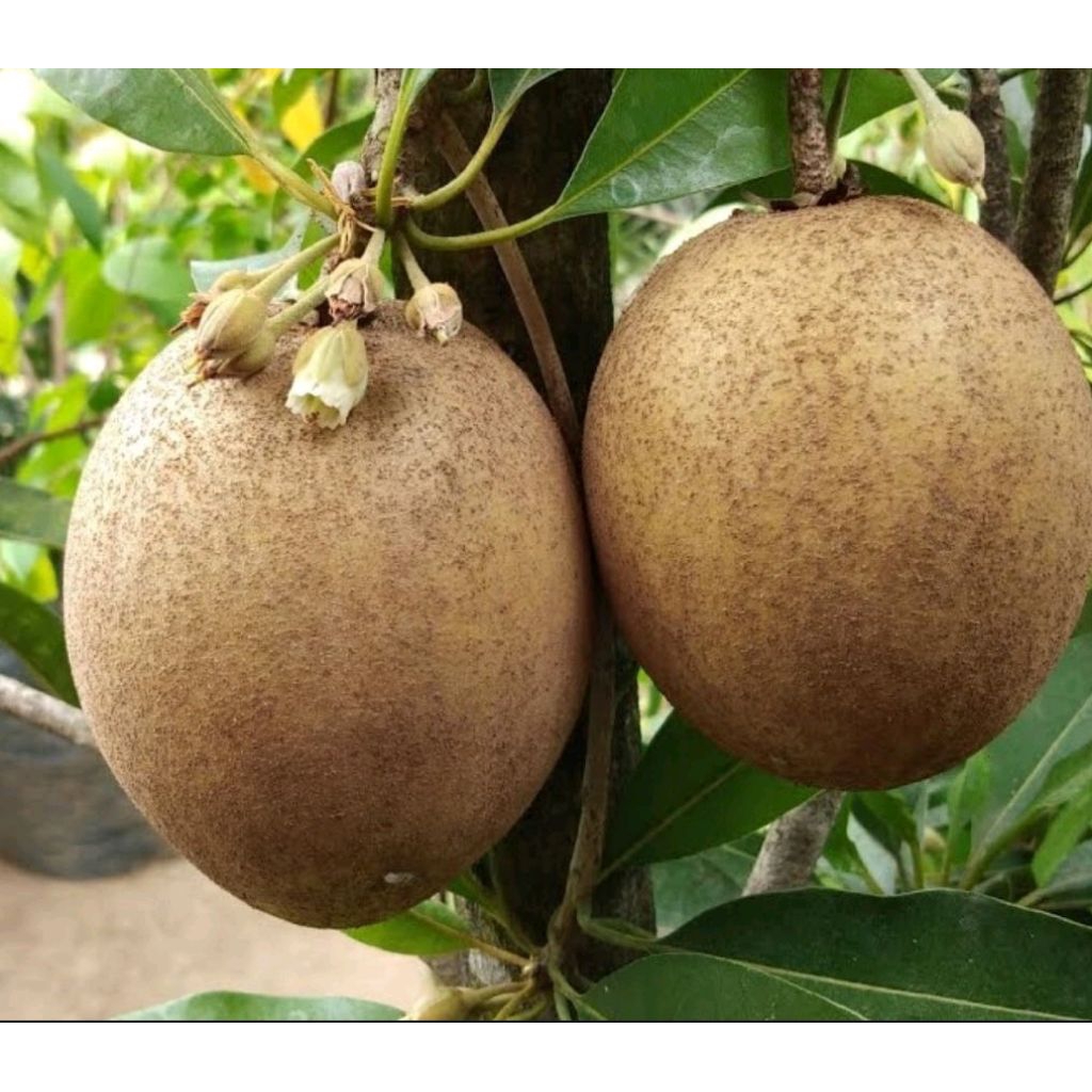 bibit tanaman sawo jumbo sudah berbuah dan berbunga