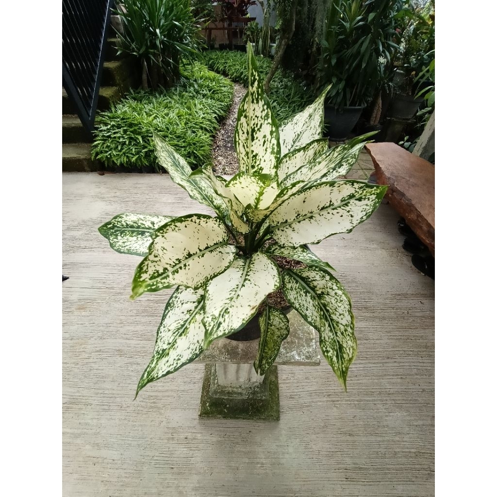 Aglaonema snow white