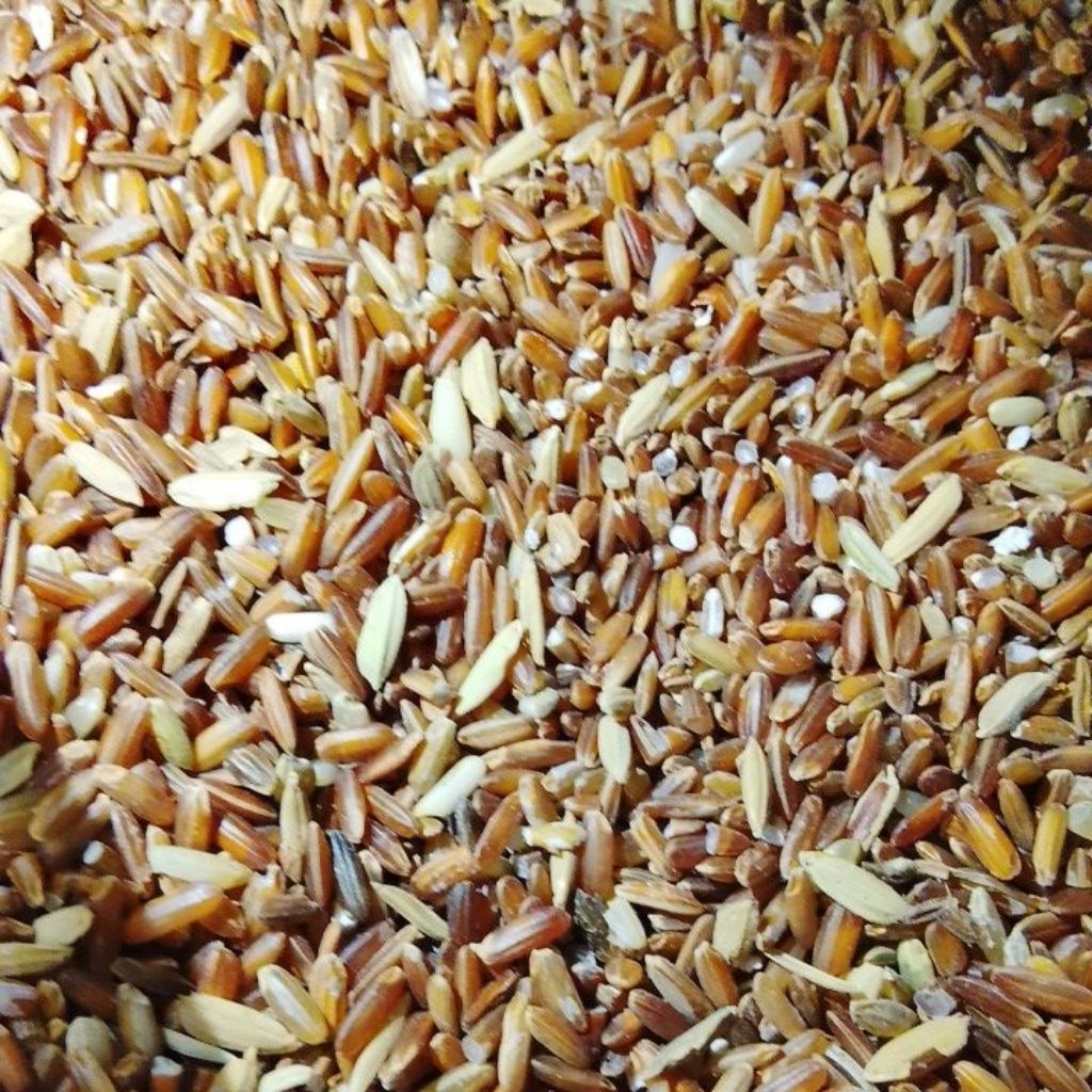 ( 1KG ) BERAS MERAH BARU UNTUK PAKAN AYAM