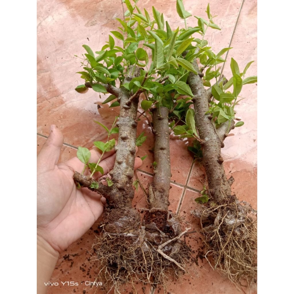 anting putri cangkok murah