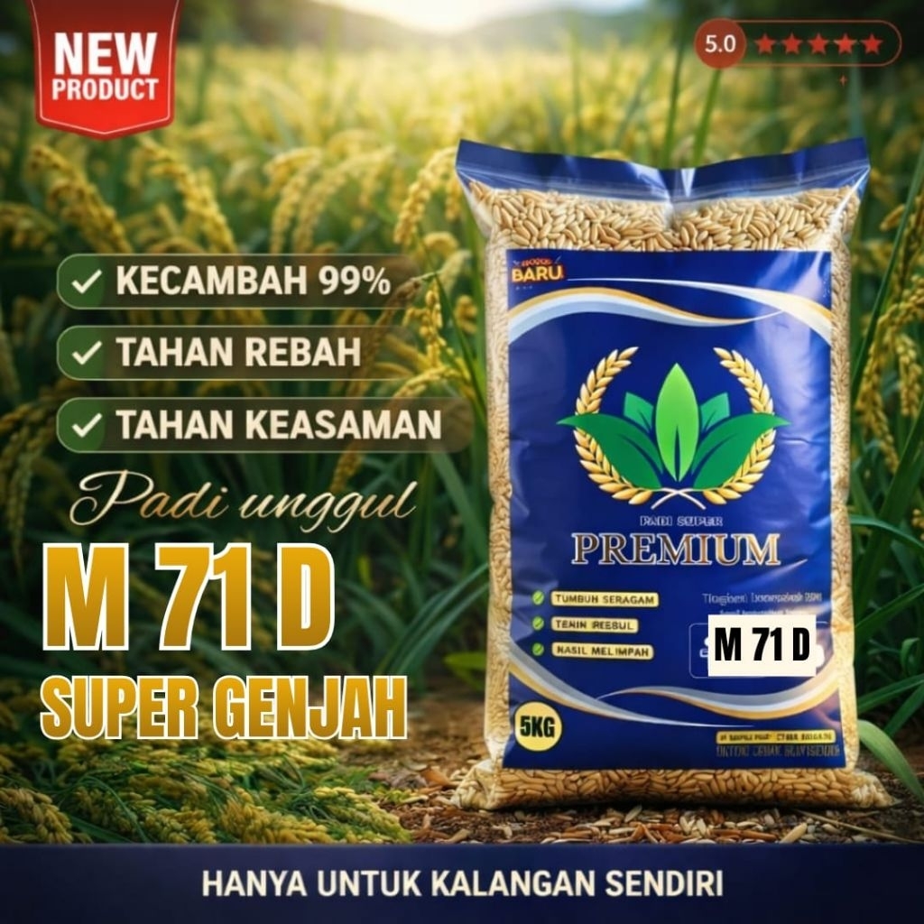 BENIH PADI UMUR 70 HARI ( benih padi unggul m71 d )