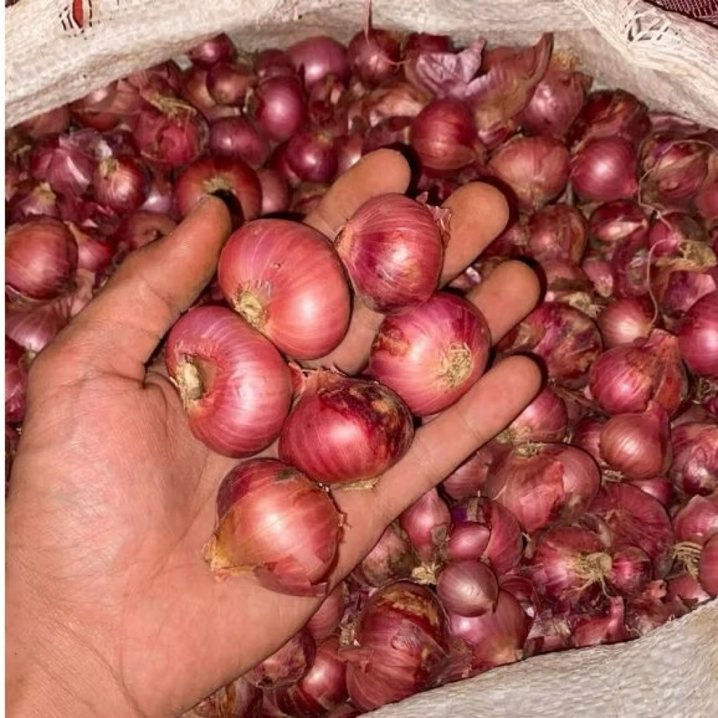 Bibit Bawang Merah 1KG Berkualitas