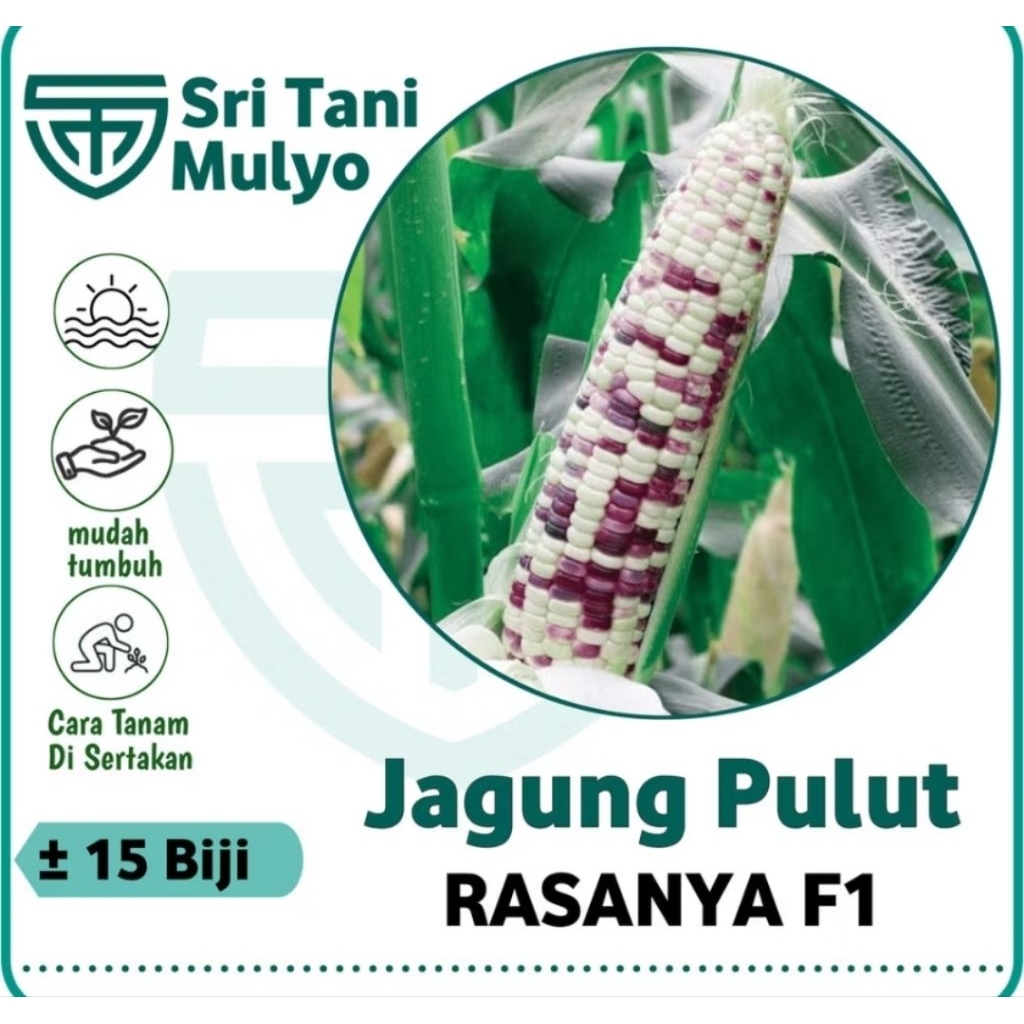 5 Biji - Benih Jagung Ketan RASANYA F1- Jagung Belang Jagung Hitam Putih -Jagung